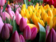 Тюльпаны оптом к 8 марта!