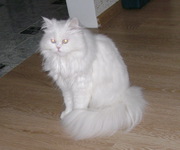 вязка персидской кошки