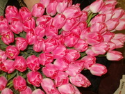 Тюльпаны к 8 марта,  опт и розница