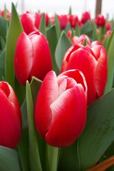 Тюльпаны оптом от производителя к 8 марта и 14 февраля