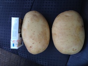 Купим картофель урожай 2016 года.